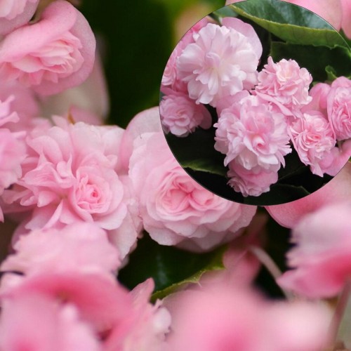 Begonia semperflorens 'Paso Doble Candy Pink' - Alatiõitsev begoonia 'Paso Doble Candy Pink'